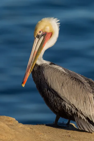 Brown Pelican