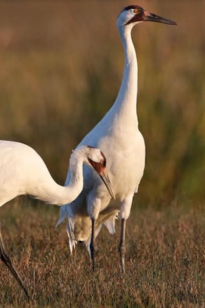 Whooping Crane
