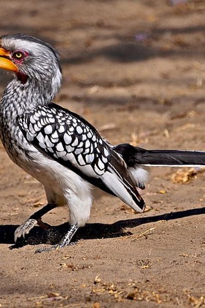Southern Yellow-billed Hornbill