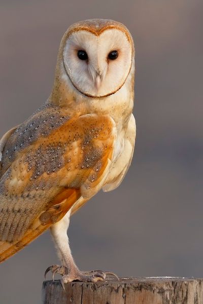 Barn Owl
