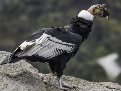 Andean Condor
