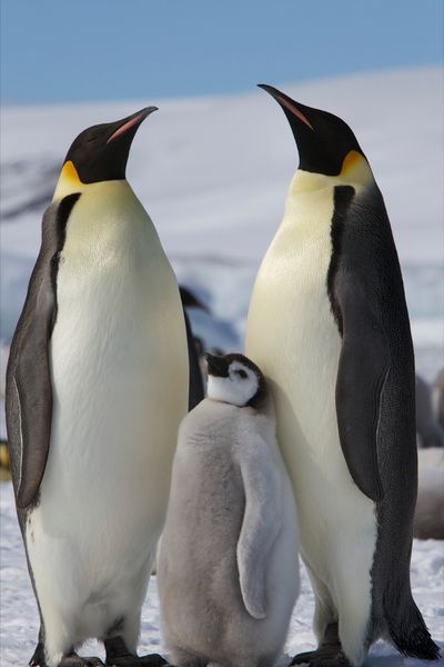 Emperor Penguin