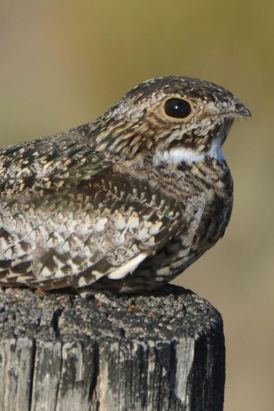 Common Nighthawk