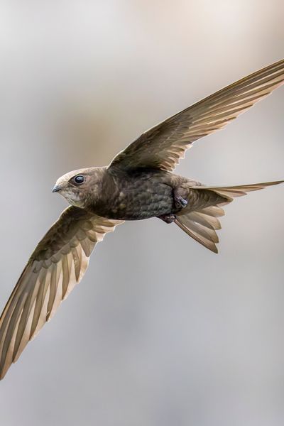 Common Swift