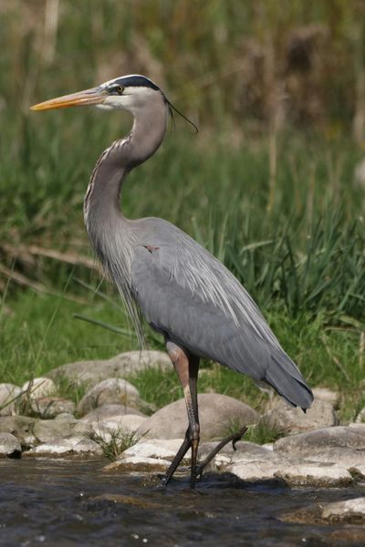 Great Blue Heron