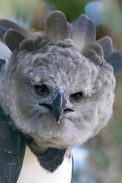 Harpy Eagle