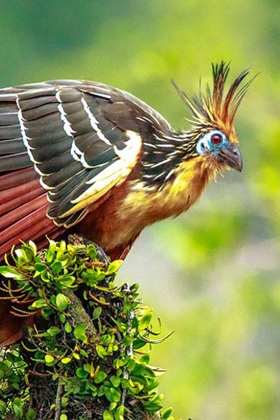 Hoatzin