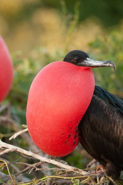 Great Frigatebird