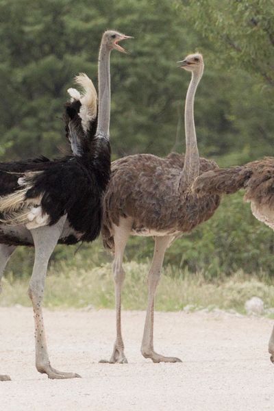 Common Ostrich