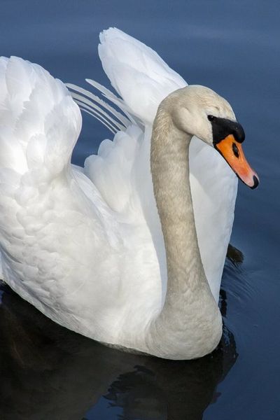 Mute Swan