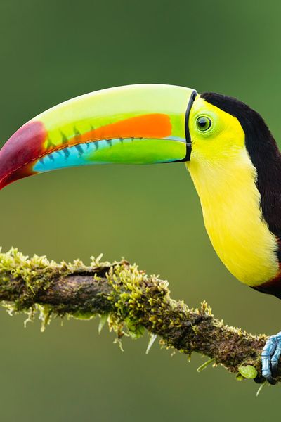 Toucan