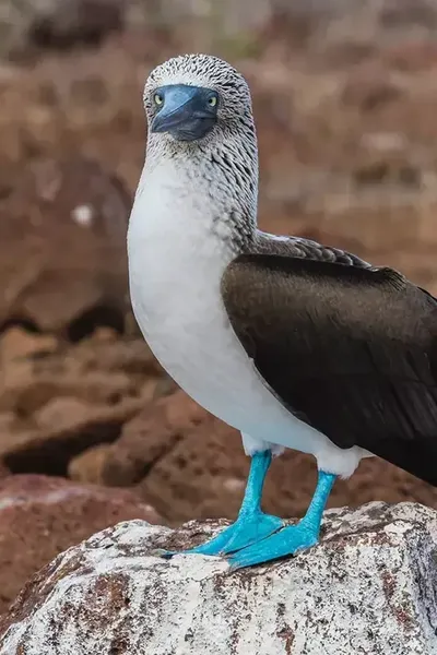 Blue-footed Booby