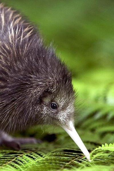 North Island Brown Kiwi