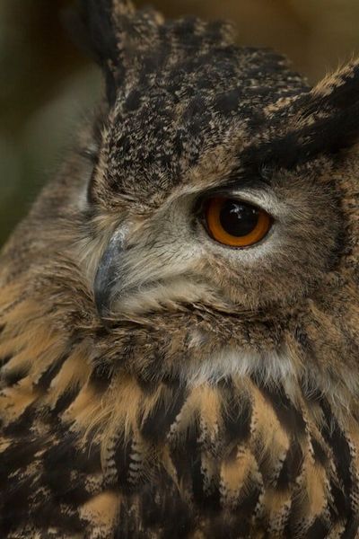 Eurasian Eagle-Owl