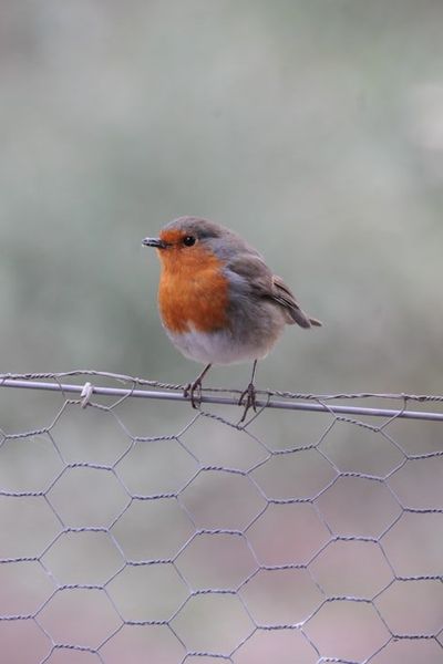 European Robin