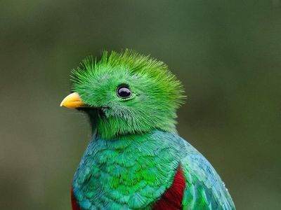 Resplendent Quetzal