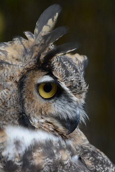 Great Horned Owl