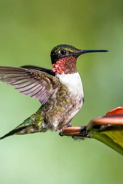 Ruby-throated Hummingbird