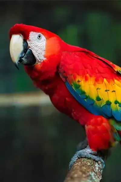 Scarlet Macaw