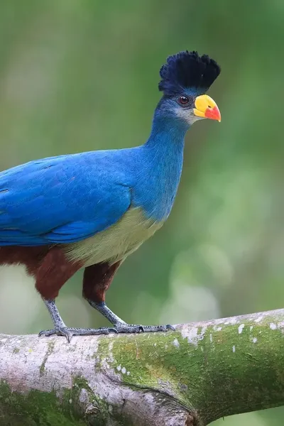 Great Blue Turaco