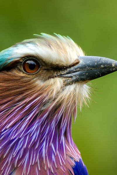Lilac-breasted Roller