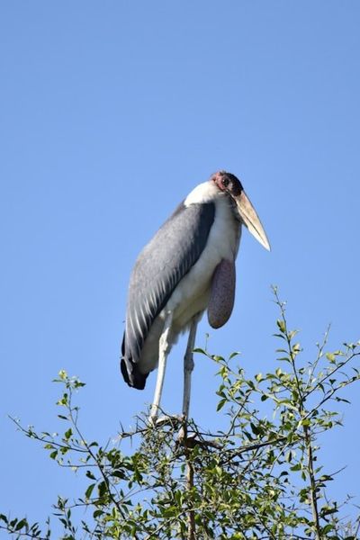 Marabou Stork