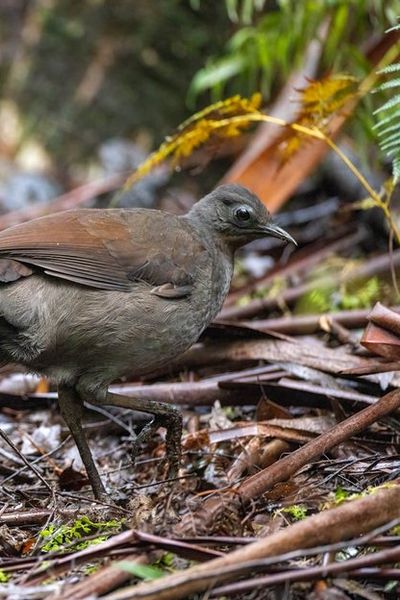 Superb Lyrebird