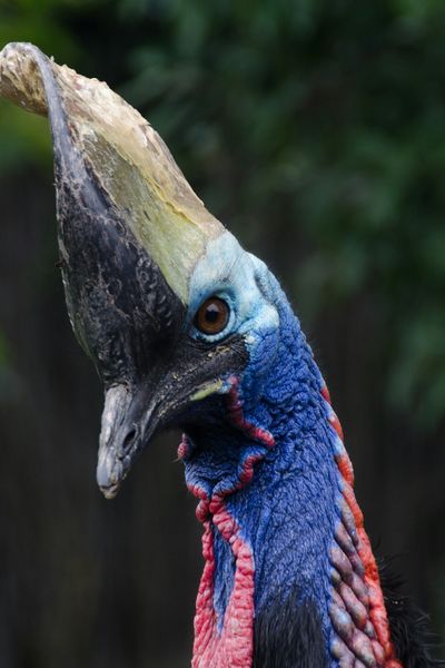 Southern Cassowary