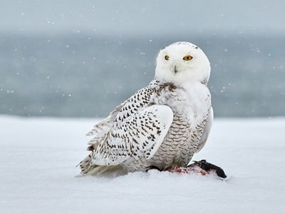 Snowy Owl