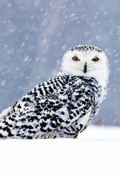 Snowy Owl