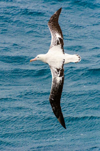 Wandering Albatross