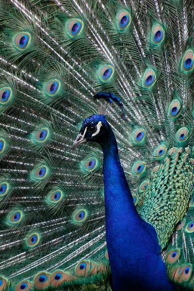 Indian Peafowl