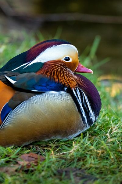 Mandarin Duck