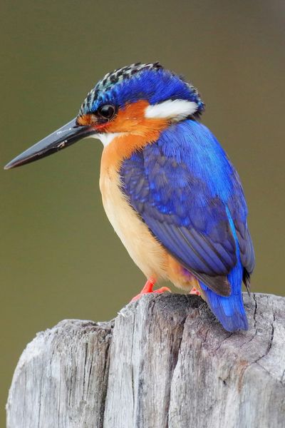 Kingfisher