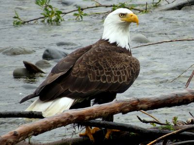 Bald Eagle