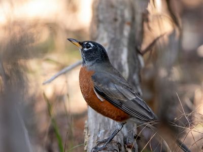 American Robin