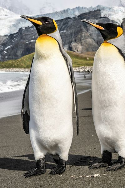 King Penguin