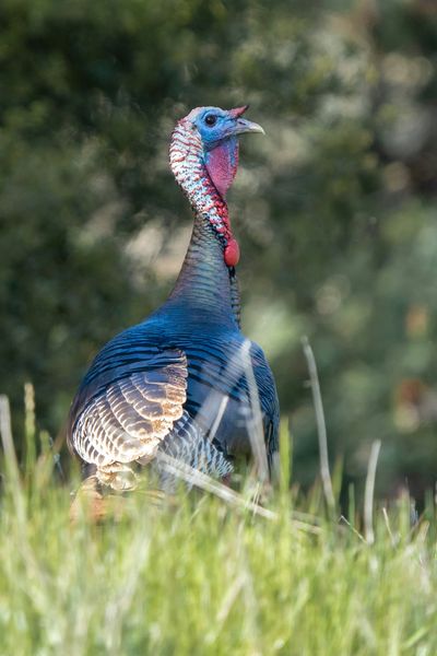 Wild Turkey