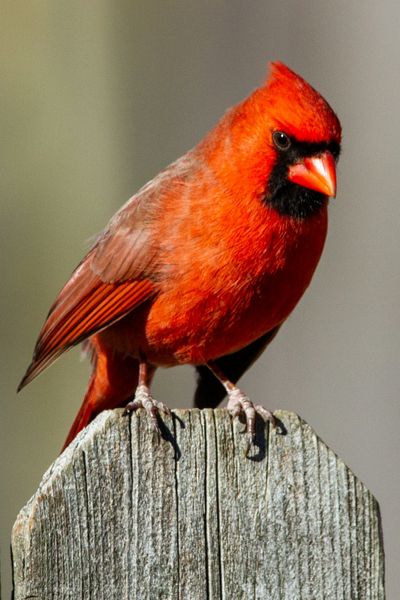Northern Cardinal