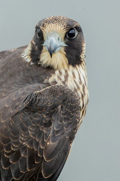 Peregrine Falcon