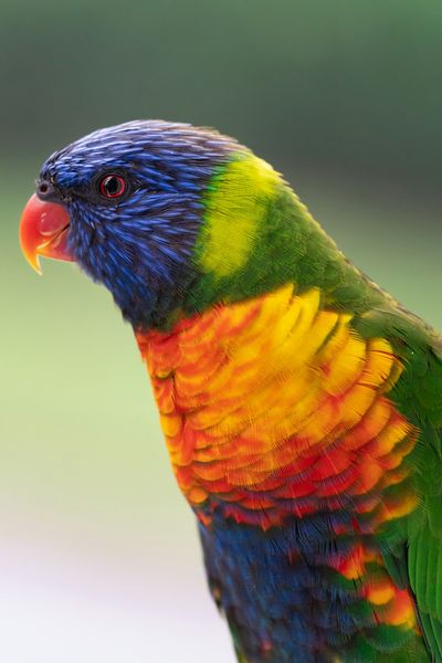Rainbow Lorikeet
