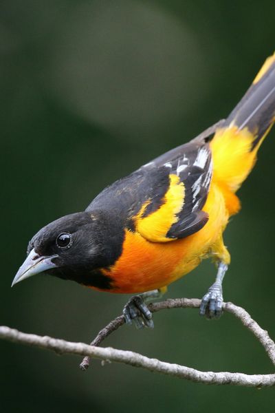 Baltimore Oriole