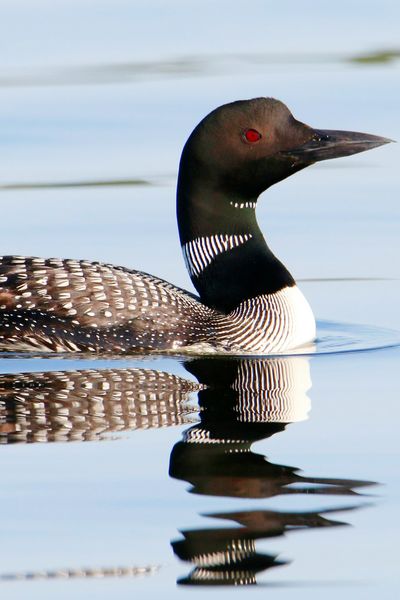 Common Loon