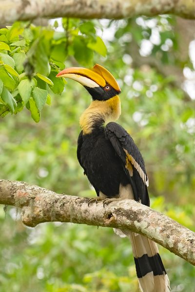 Great Hornbill