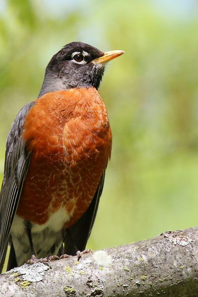 American Robin