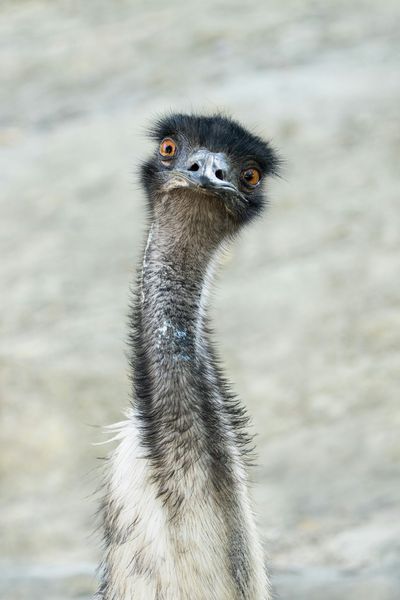 Emu