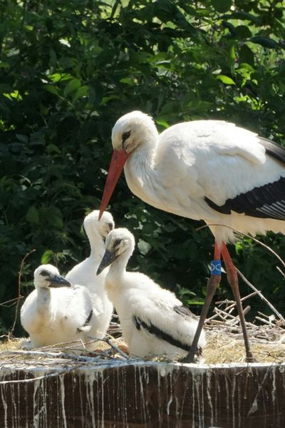 White Stork
