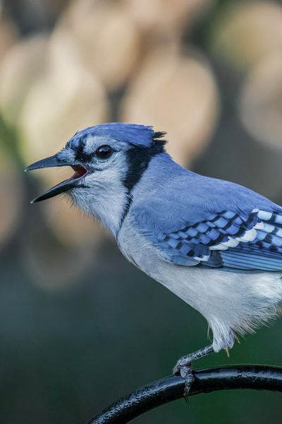 Blue Jay