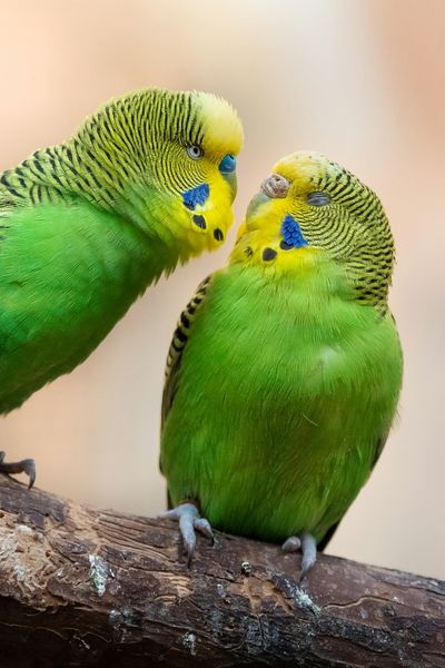 Budgerigar