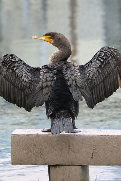 Great Cormorant